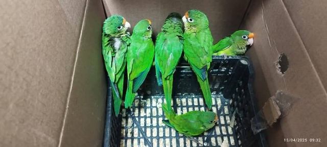 Fiscalía de Oaxaca encabeza cateo en el que rescatan aves exóticas y aseguran animales disecados en Santa Lucía del Camino.- clamorsocial.com