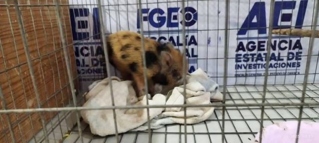 Fiscalía de Oaxaca encabeza cateo en el que rescatan aves exóticas y aseguran animales disecados en Santa Lucía del Camino.- clamorsocial.com