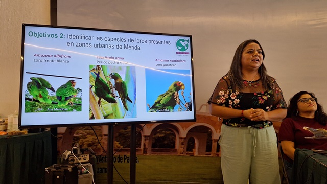 MONITOREO CIUDADANO DETECTA SIETE ESPECIES DE LOROS URBANOS EN MÉRIDA.-clamorsocial.com