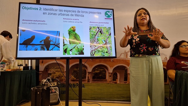 MONITOREO CIUDADANO DETECTA SIETE ESPECIES DE LOROS URBANOS EN MÉRIDA.-clamorsocial.com