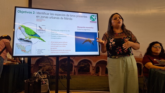 MONITOREO CIUDADANO DETECTA SIETE ESPECIES DE LOROS URBANOS EN MÉRIDA.-clamorsocial.com