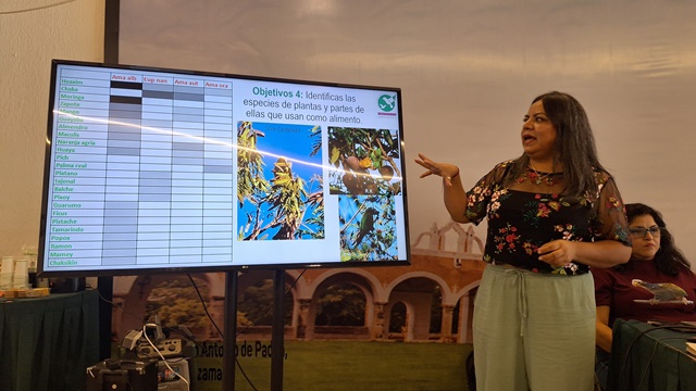 MONITOREO CIUDADANO DETECTA SIETE ESPECIES DE LOROS URBANOS EN MÉRIDA.-clamorsocial.com