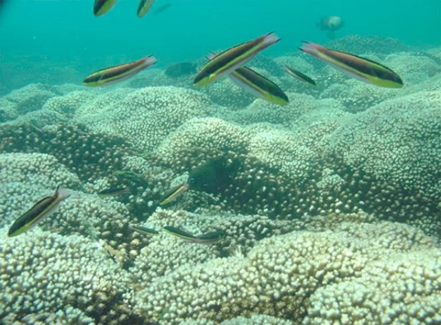Evidencian beneficios de la conservación, en bahía de Huatulco