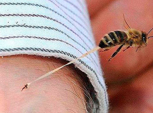Picadura de abeja causa más decesos que la de alacrán o mordida de serpiente