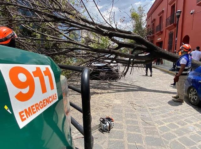 Un árbol cayó sobre la Calle de Fiallo en el centro de la ciudad.- clamorsocial.com