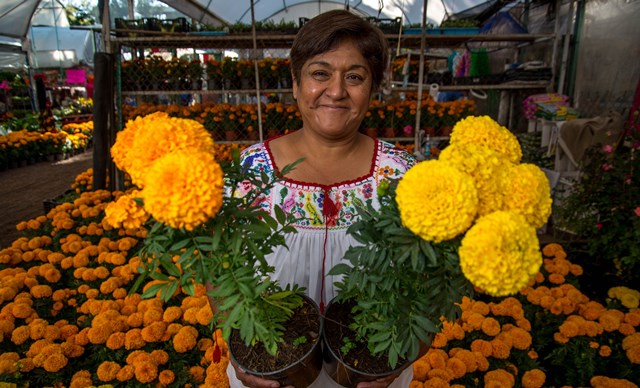 Las y los productores de cempasúchil comienzan la siembra —con las mejores semillas seleccionadas de la cosecha anterior— desde los meses de junio y julio; esto permite contar con suficiente durante octubre y noviembre, cuando hay mayor demanda