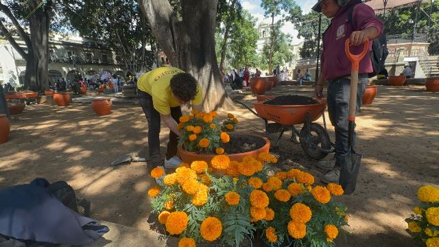 Empieza la colocación de las flores de cempasúchil en el zócalo de Oaxaca.- CLAMORSOCIAL.COM