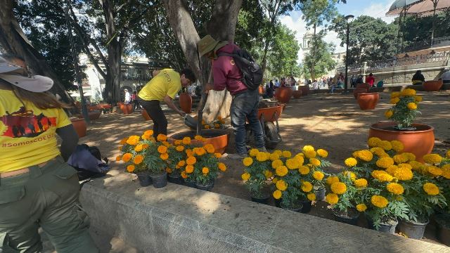 Empieza la colocación de las flores de cempasúchil en el zócalo de Oaxaca.- CLAMORSOCIAL.COM