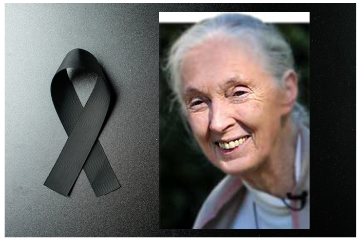 Fallece británica Jane Goodall a los 91 años de edad Imagen de internet