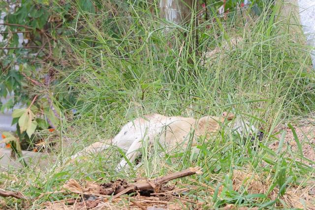 Fiscalía de Oaxaca investiga muerte de un perro tras agresión con cuchillo en San Martín Mexicapan; identifican al probable agresor, es vecino de la zona