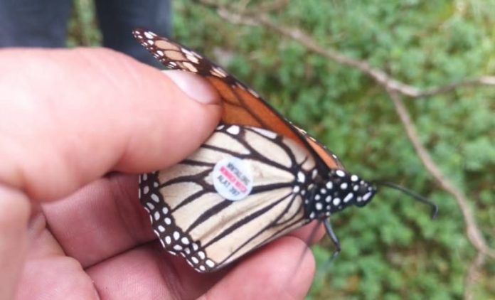 La mariposa monarca marcada que llegó a Michoacán