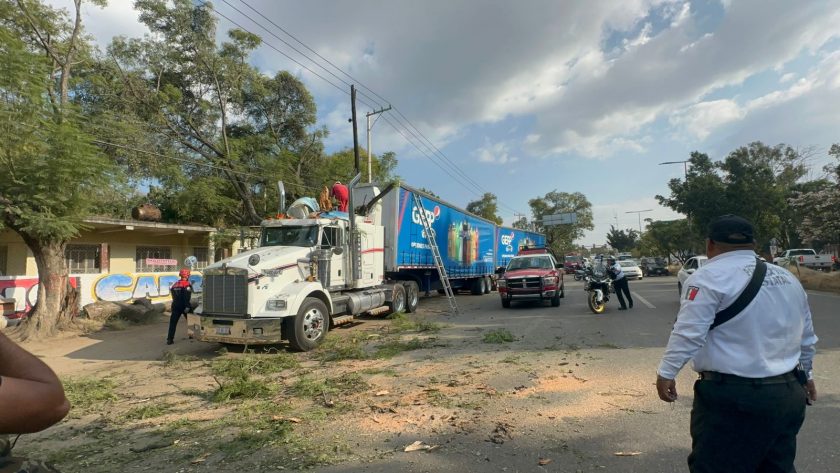 Cae árbol a un tráiler en la capital.-clamorsocial.com