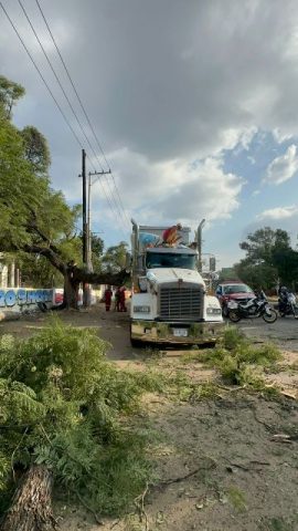 Cae árbol a un tráiler en la capital.-clamorsocial.com