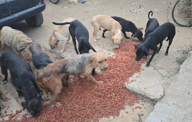 Fiscalía de Oaxaca detiene a una persona y rescata a 65 perritos por caso de crueldad animal en San Francisco Lachigoló.- clamorsocial.com