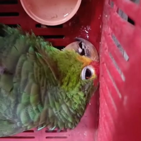 DENUNCIAN LA MUERTE DE DOS LOROS RETENIDOS COMO MASCOTAS, CON LESIONES DE VARIOS DÍAS Y MUCHO SUFRIMIENTO.- clamorsocial.com