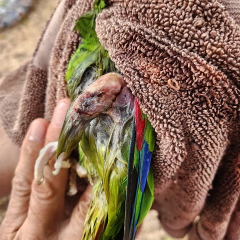 DENUNCIAN LA MUERTE DE DOS LOROS RETENIDOS COMO MASCOTAS, CON LESIONES DE VARIOS DÍAS Y MUCHO SUFRIMIENTO.- clamorsocial.com